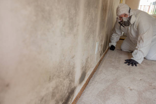 Best Basement Mold Removal  in Sargent, TX